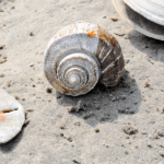 Hidden Gem: 5 Things You Didn’t Know About Edisto Beach